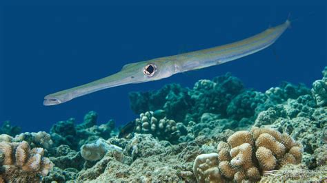 trumpetfish vs cornetfish